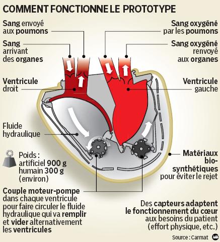 Le coeur