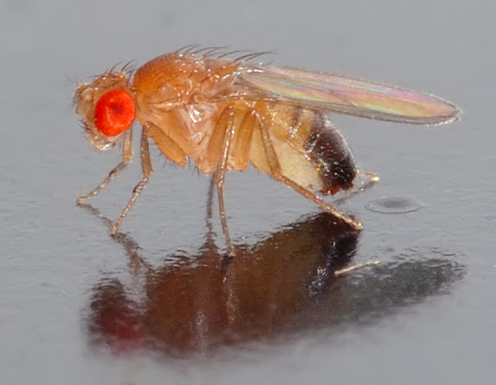 ET SI MANGER BIO ÉTAIT BEL ET BIEN MEILLEUR POUR LA SANTÉ ?